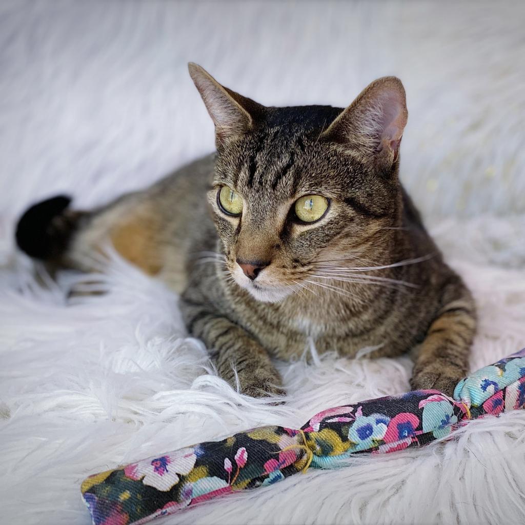 https://www.shelterluv.com/sites/default/files/animal_pics/4980/2023/05/05/07/20230505074422.png