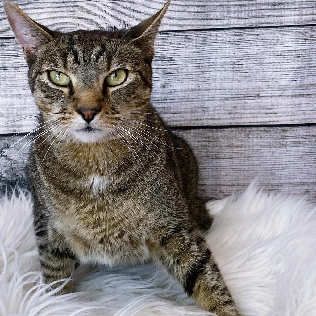 https://www.shelterluv.com/sites/default/files/animal_pics/4980/2023/05/05/07/20230505074448.png