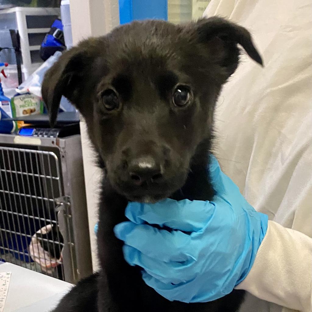 https://www.shelterluv.com/sites/default/files/animal_pics/4980/2023/05/09/13/20230509134817.png