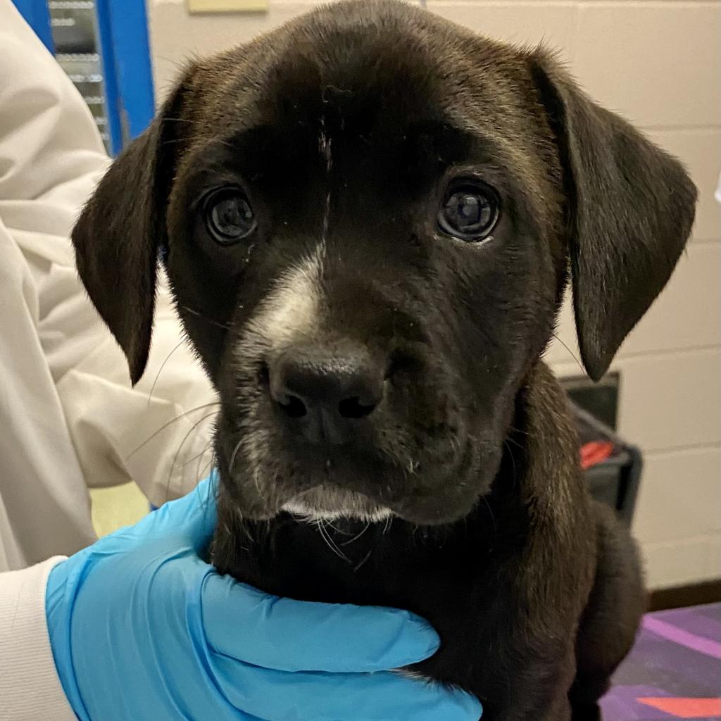 https://www.shelterluv.com/sites/default/files/animal_pics/4980/2023/05/12/08/20230512081128.png