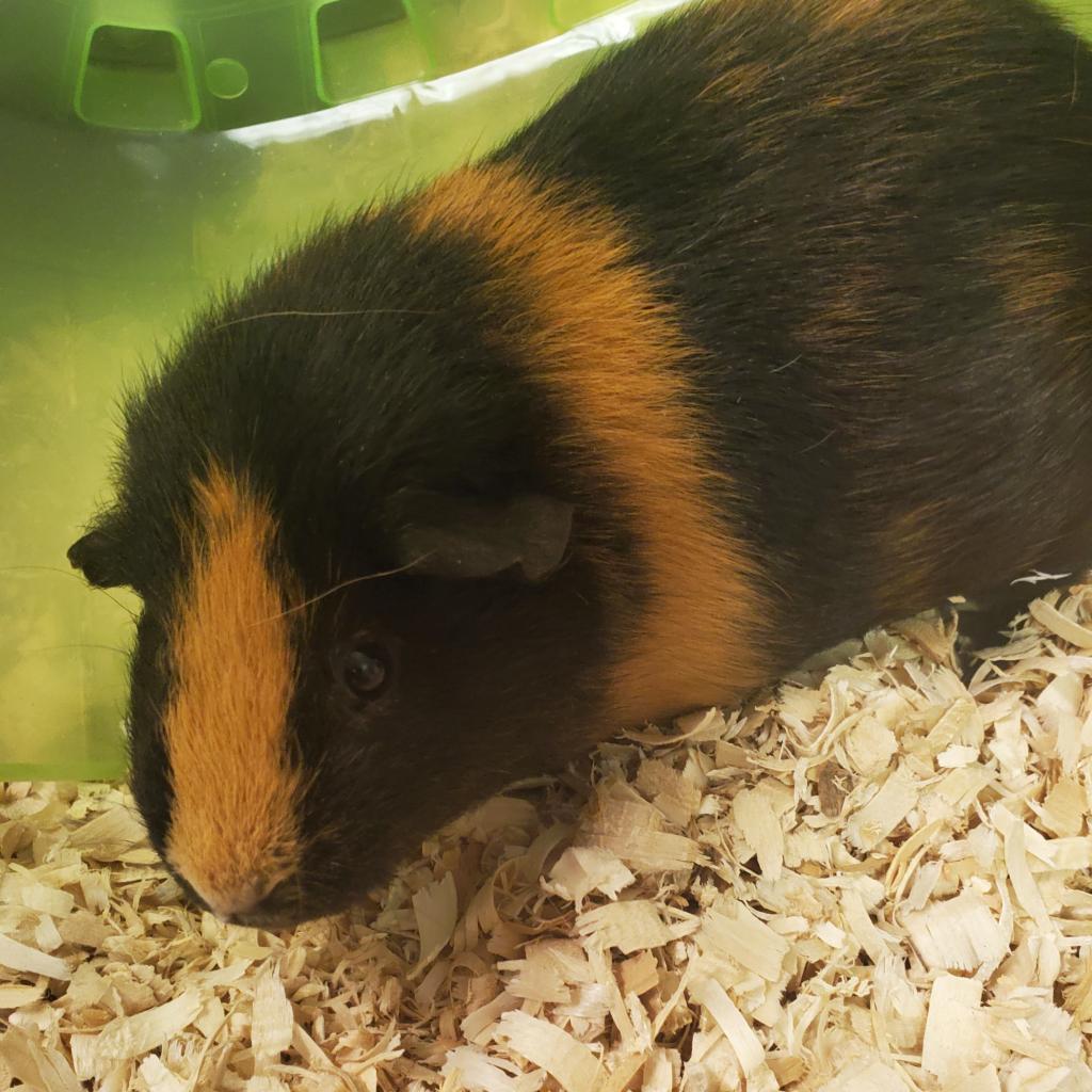 https://www.shelterluv.com/sites/default/files/animal_pics/4980/2023/05/12/14/20230512142026.png