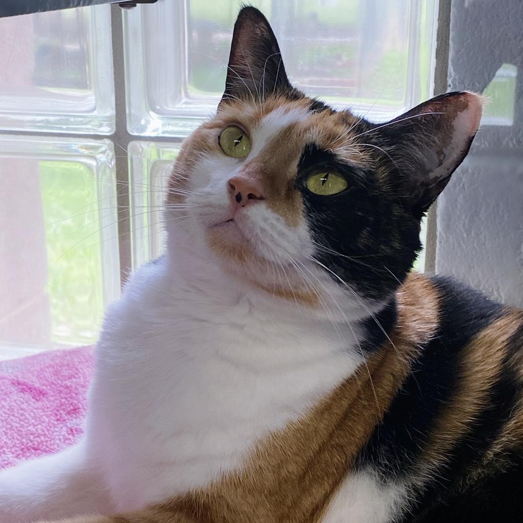 https://www.shelterluv.com/sites/default/files/animal_pics/4980/2023/05/18/09/20230518094614.png