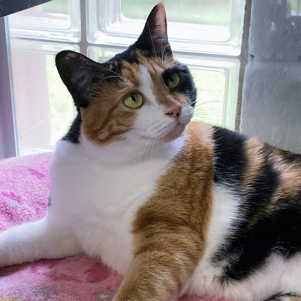 https://www.shelterluv.com/sites/default/files/animal_pics/4980/2023/05/18/09/20230518094651.png