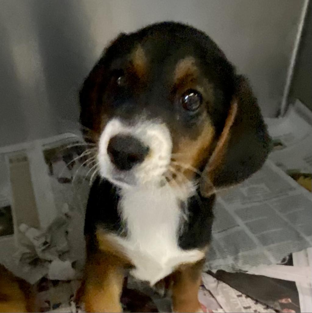 https://www.shelterluv.com/sites/default/files/animal_pics/4980/2023/05/18/10/20230518100244.png