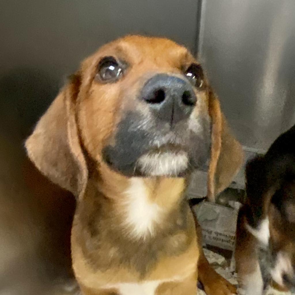 https://www.shelterluv.com/sites/default/files/animal_pics/4980/2023/05/18/10/20230518100359.png