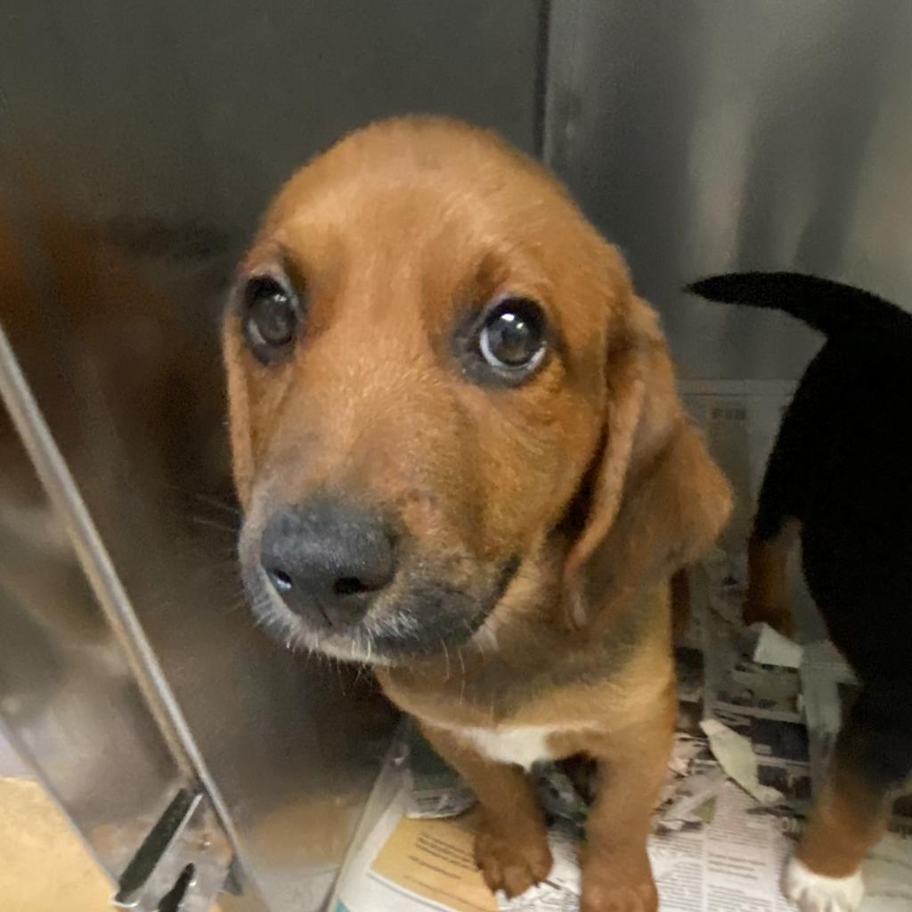 https://www.shelterluv.com/sites/default/files/animal_pics/4980/2023/05/18/10/20230518100432.png