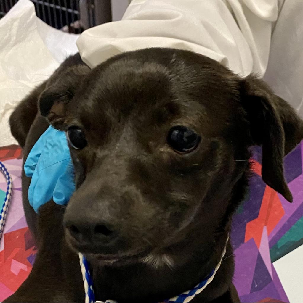 https://www.shelterluv.com/sites/default/files/animal_pics/4980/2023/05/18/10/20230518103008.png
