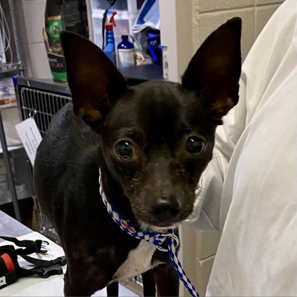 https://www.shelterluv.com/sites/default/files/animal_pics/4980/2023/05/18/10/20230518103145.png