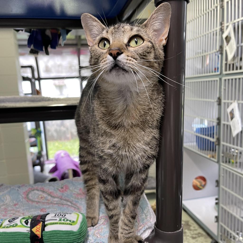 https://www.shelterluv.com/sites/default/files/animal_pics/4980/2023/05/18/12/20230518124134.png