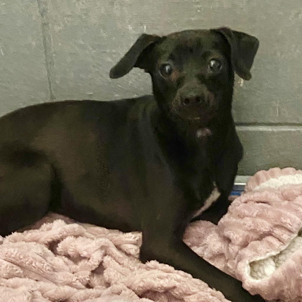 https://www.shelterluv.com/sites/default/files/animal_pics/4980/2023/05/19/09/20230519091902.png