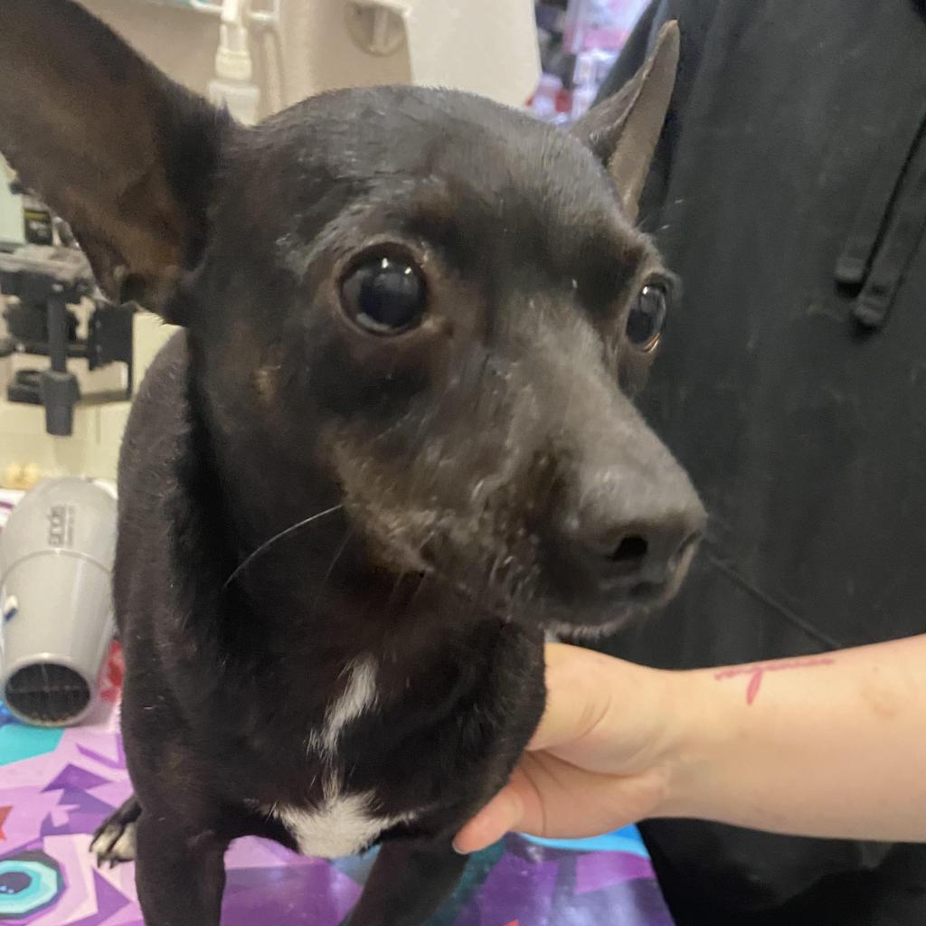 https://www.shelterluv.com/sites/default/files/animal_pics/4980/2023/05/19/09/20230519095814.png