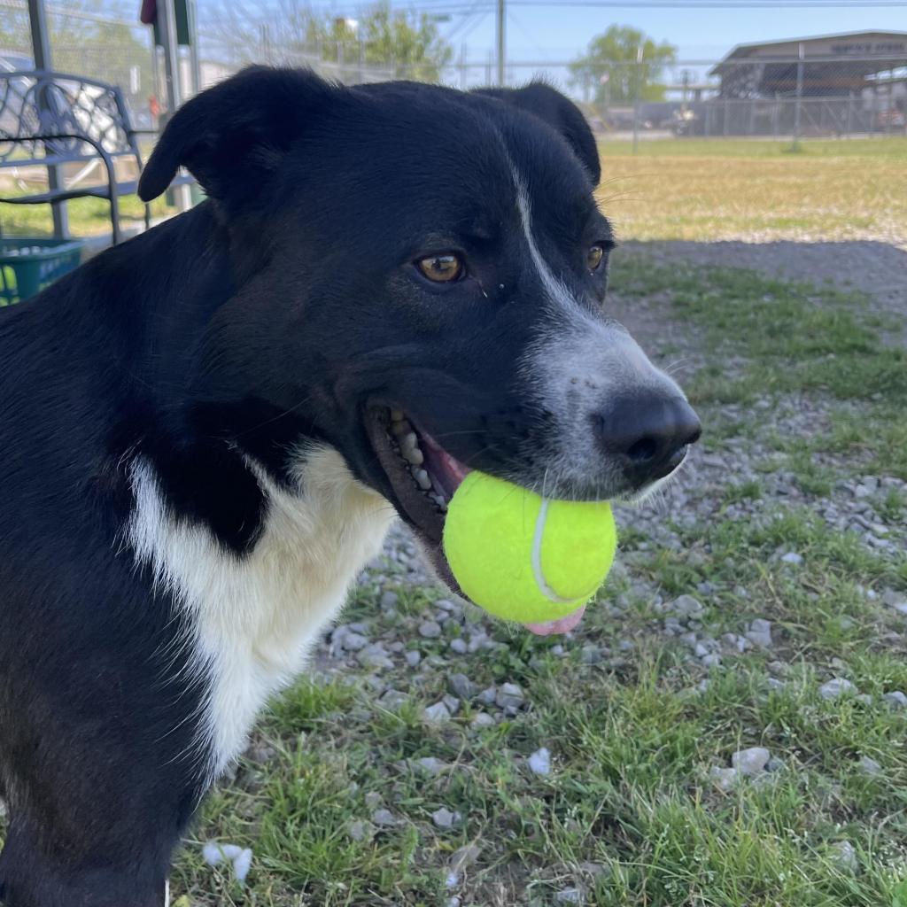 https://www.shelterluv.com/sites/default/files/animal_pics/4980/2023/05/20/08/20230520080755.png