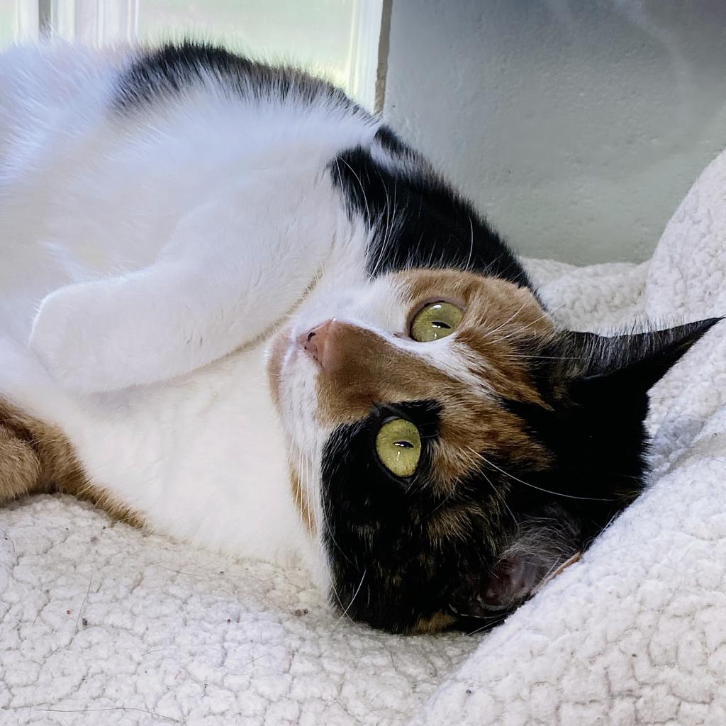 https://www.shelterluv.com/sites/default/files/animal_pics/4980/2023/05/25/06/20230525065443.png