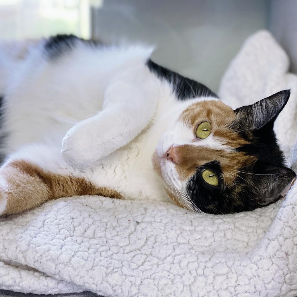 https://www.shelterluv.com/sites/default/files/animal_pics/4980/2023/05/25/06/20230525065514.png