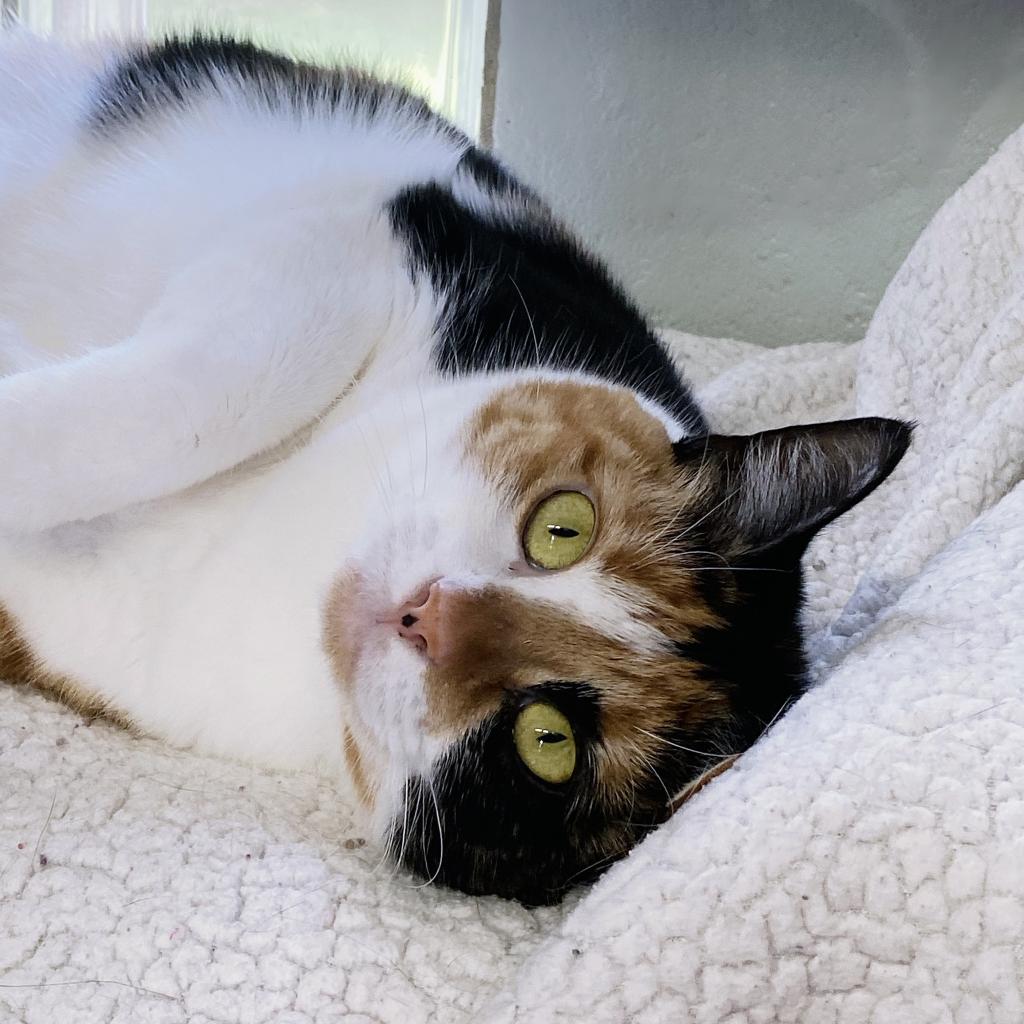 https://www.shelterluv.com/sites/default/files/animal_pics/4980/2023/05/25/06/20230525065536.png