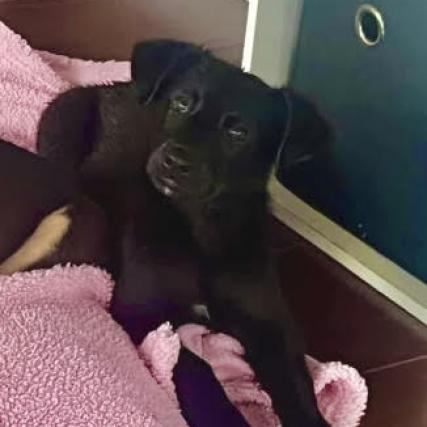 https://www.shelterluv.com/sites/default/files/animal_pics/4980/2023/05/25/12/20230525121608.png