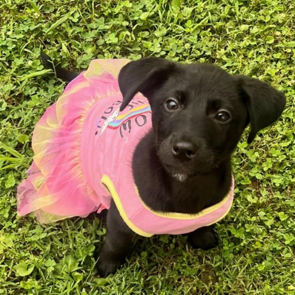 https://www.shelterluv.com/sites/default/files/animal_pics/4980/2023/05/25/13/20230525130359.png