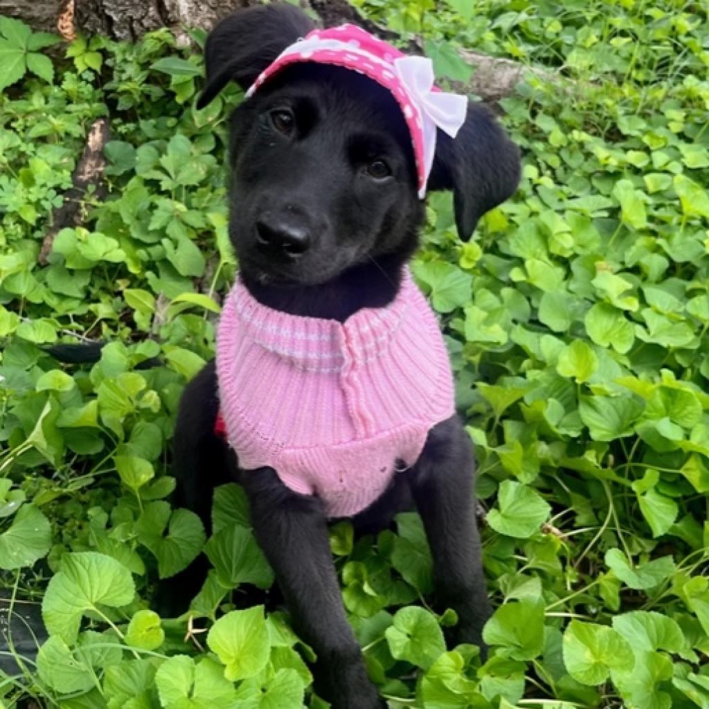 https://www.shelterluv.com/sites/default/files/animal_pics/4980/2023/05/25/13/20230525130525.png