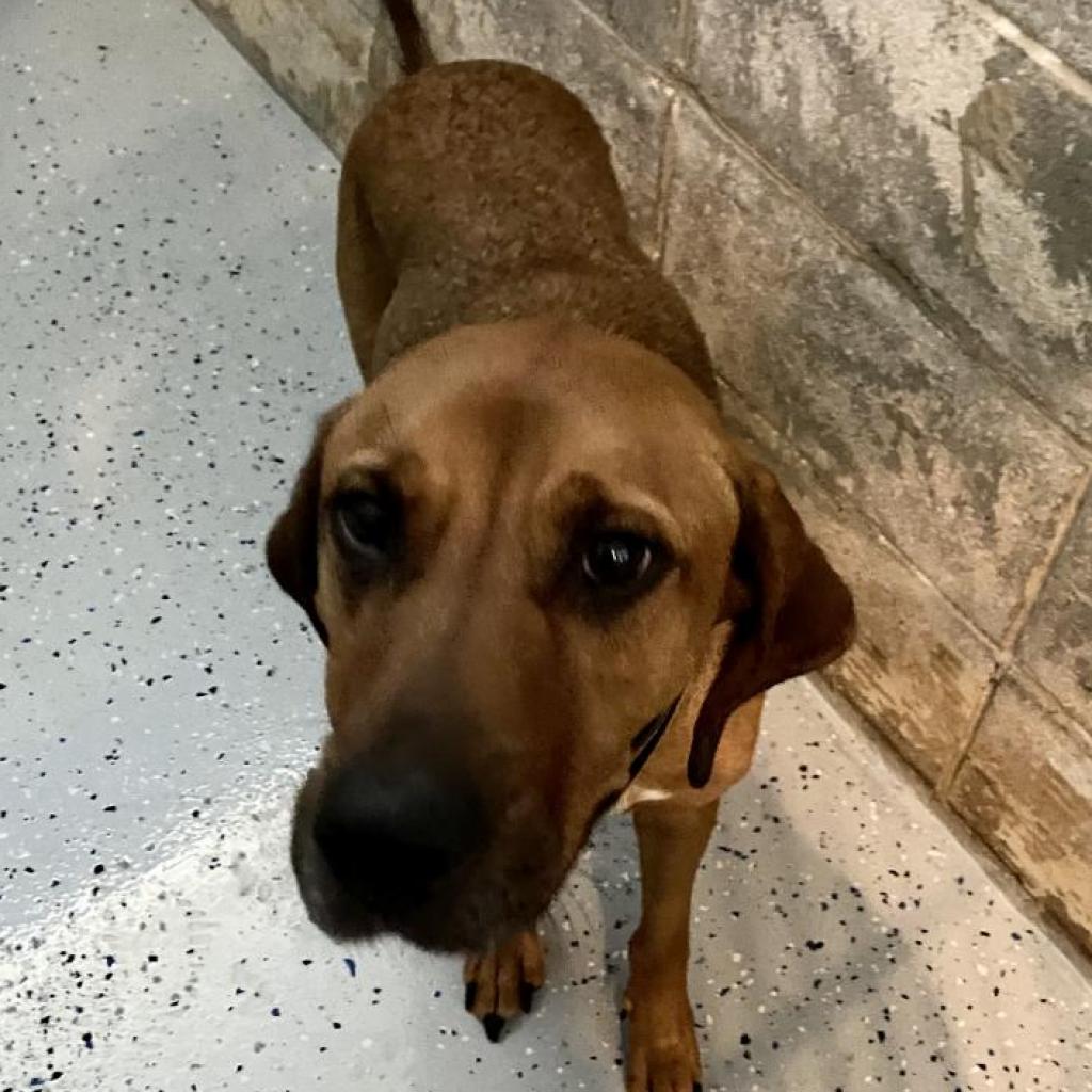https://www.shelterluv.com/sites/default/files/animal_pics/4980/2023/05/31/11/20230531115435_0.png