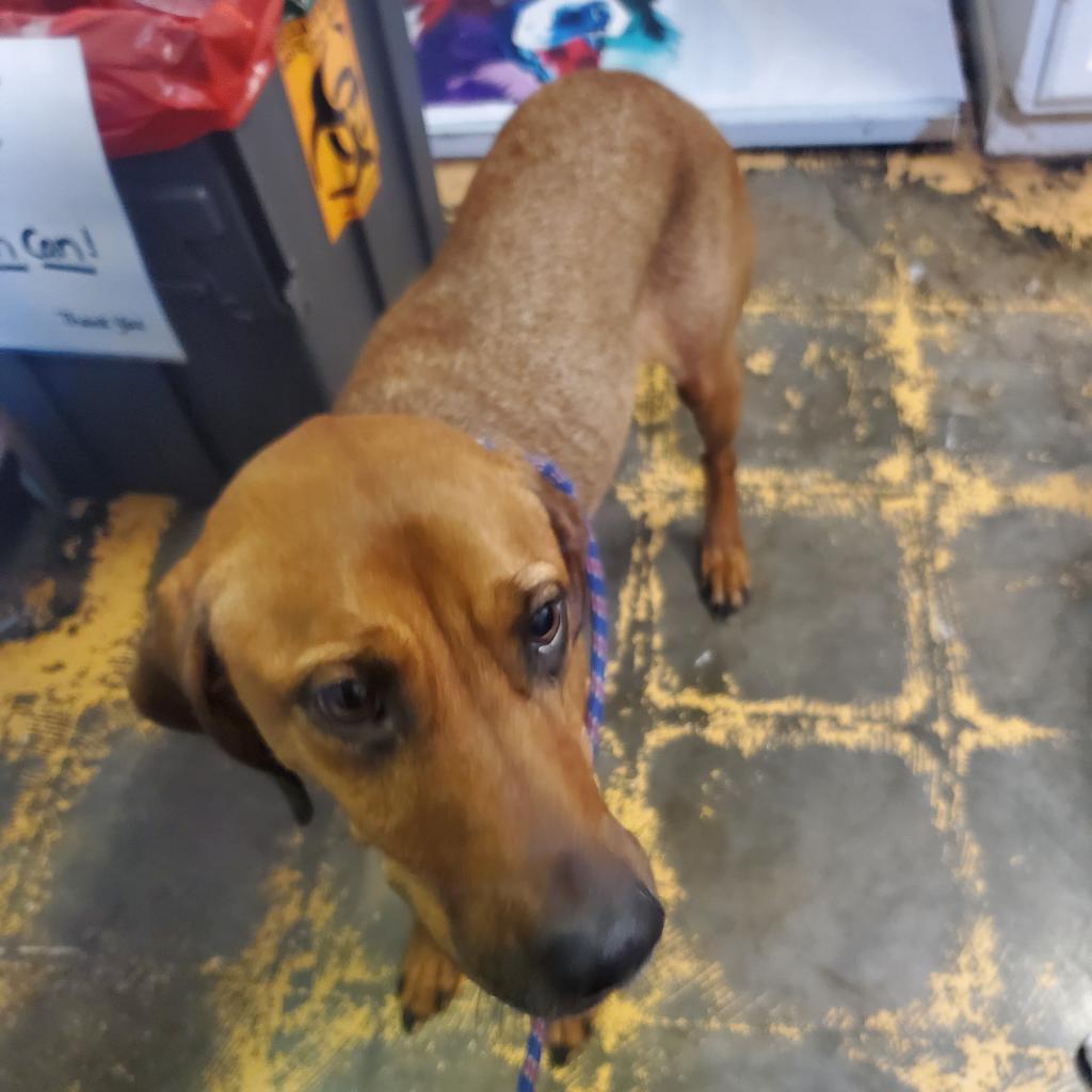 https://www.shelterluv.com/sites/default/files/animal_pics/4980/2023/06/02/12/20230602120712.png