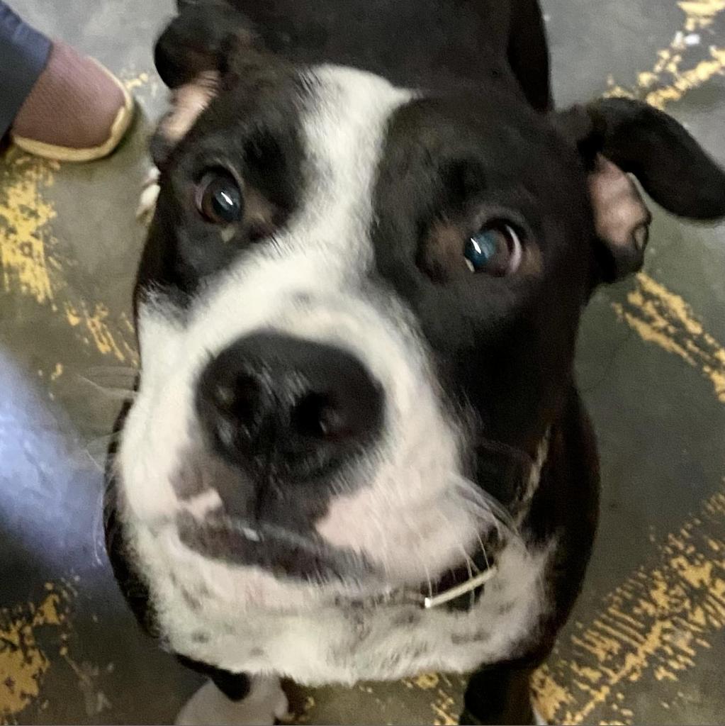 https://www.shelterluv.com/sites/default/files/animal_pics/4980/2023/06/16/09/20230616095424.png