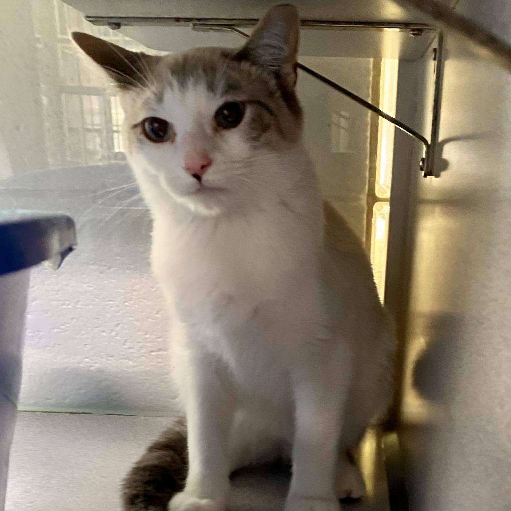 https://www.shelterluv.com/sites/default/files/animal_pics/4980/2023/06/19/11/20230619110855.png
