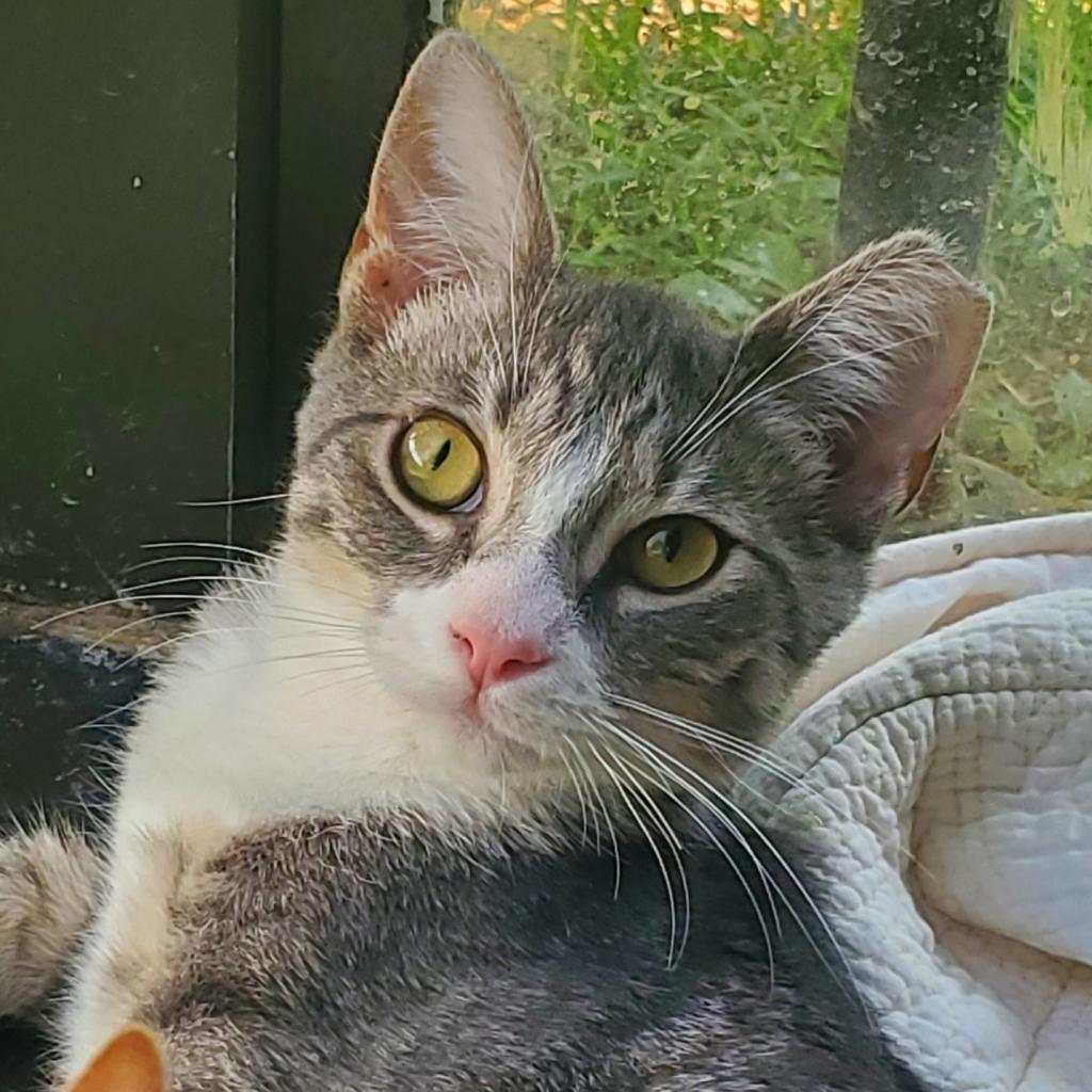 https://www.shelterluv.com/sites/default/files/animal_pics/4980/2023/07/27/10/20230727105652.png