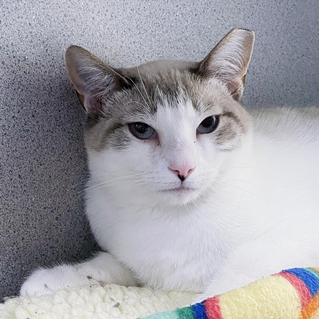 https://www.shelterluv.com/sites/default/files/animal_pics/4980/2023/07/27/11/20230727111201.png