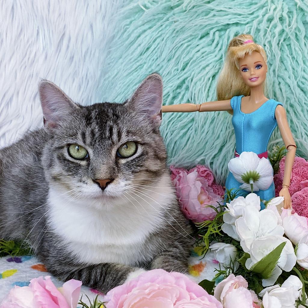 https://www.shelterluv.com/sites/default/files/animal_pics/4980/2023/07/28/11/20230728113247.png