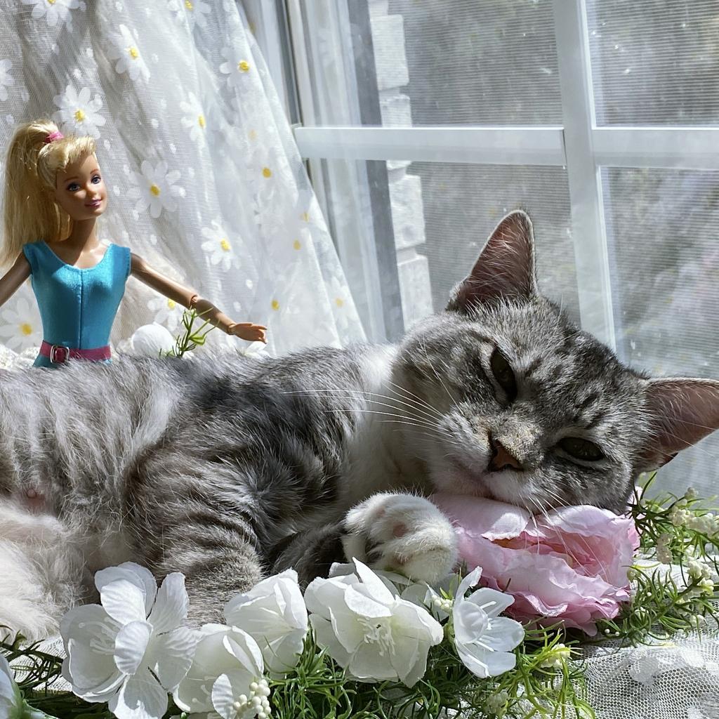 https://www.shelterluv.com/sites/default/files/animal_pics/4980/2023/07/28/11/20230728113335.png