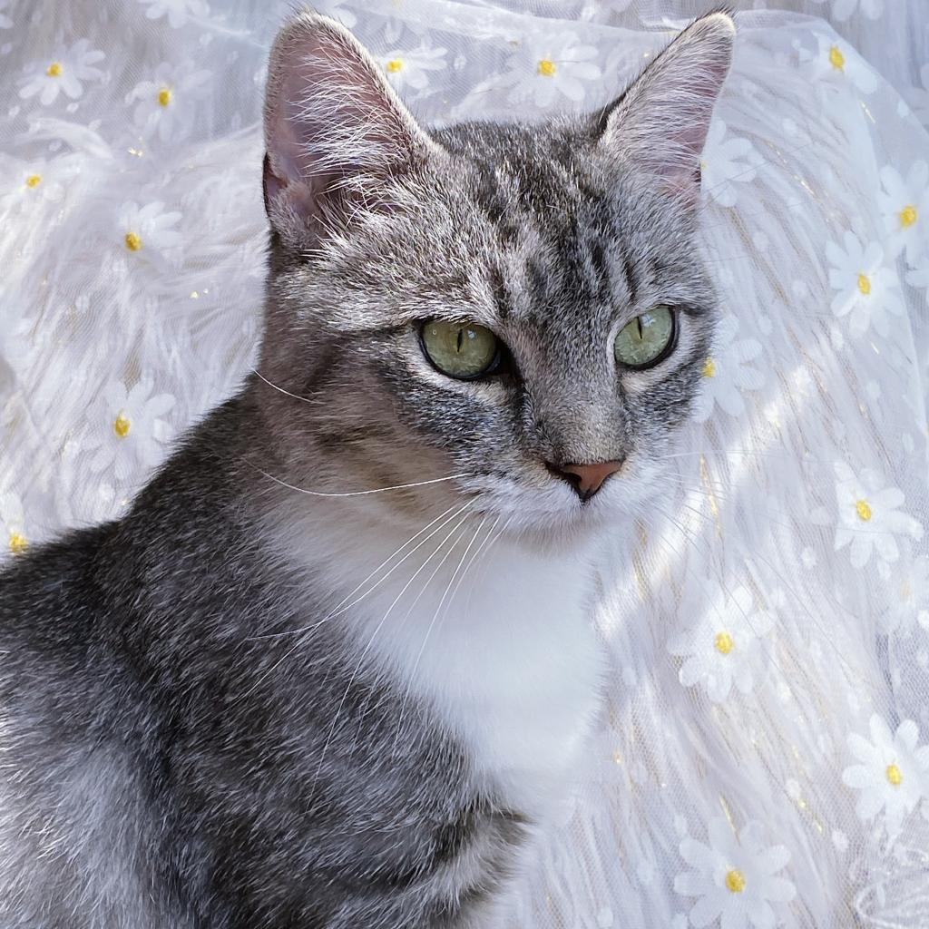 https://www.shelterluv.com/sites/default/files/animal_pics/4980/2023/07/29/12/20230729123636.png