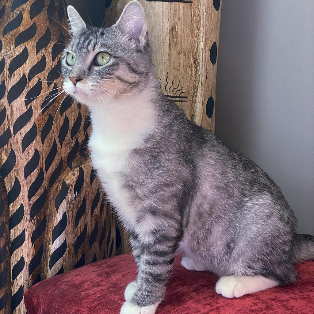 https://www.shelterluv.com/sites/default/files/animal_pics/4980/2023/07/29/12/20230729123741.png