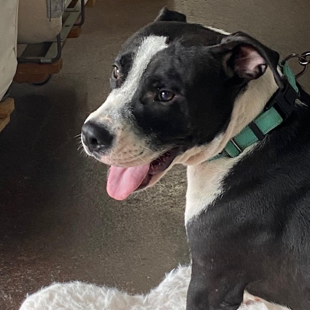 https://www.shelterluv.com/sites/default/files/animal_pics/4980/2023/08/04/11/20230804110522.png