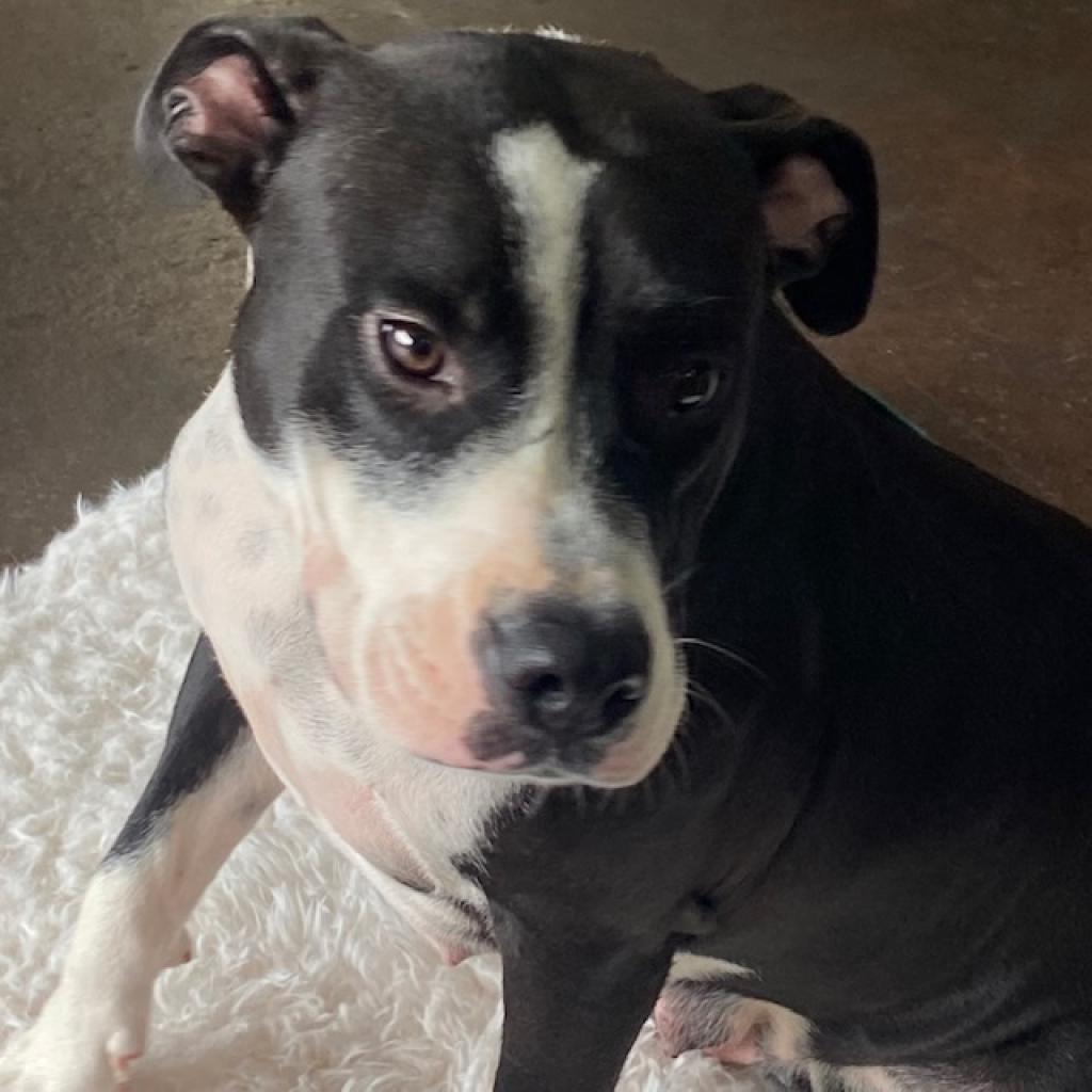 https://www.shelterluv.com/sites/default/files/animal_pics/4980/2023/08/04/11/20230804110529.png