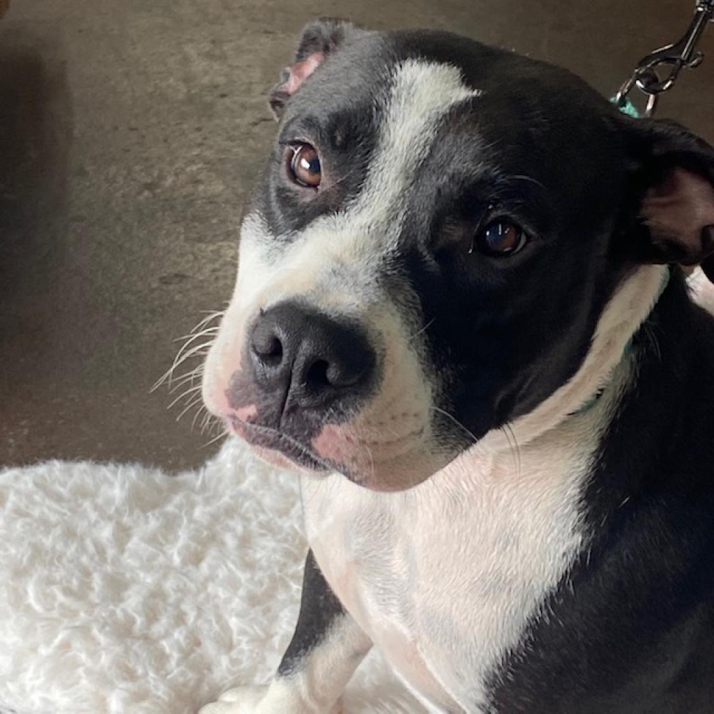 https://www.shelterluv.com/sites/default/files/animal_pics/4980/2023/08/04/11/20230804110540.png