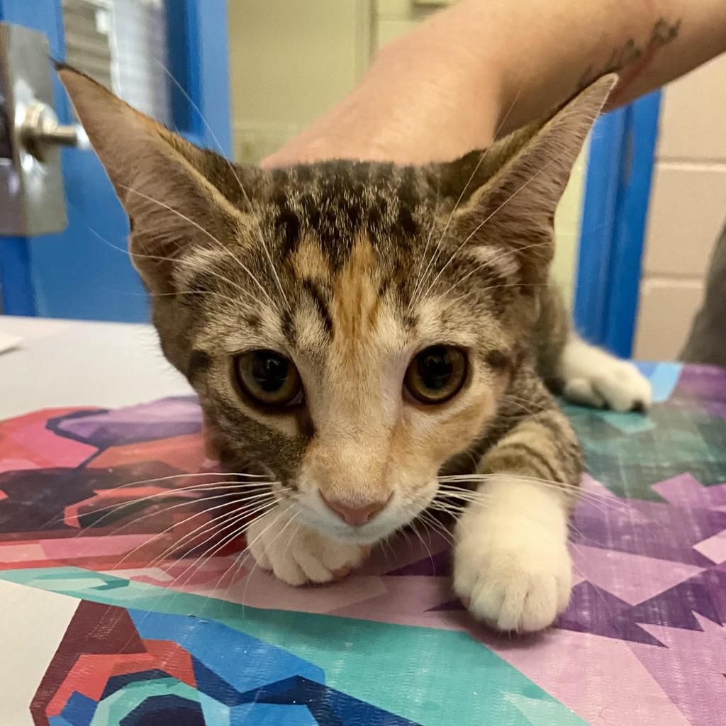 https://www.shelterluv.com/sites/default/files/animal_pics/4980/2023/08/07/10/20230807101552.png