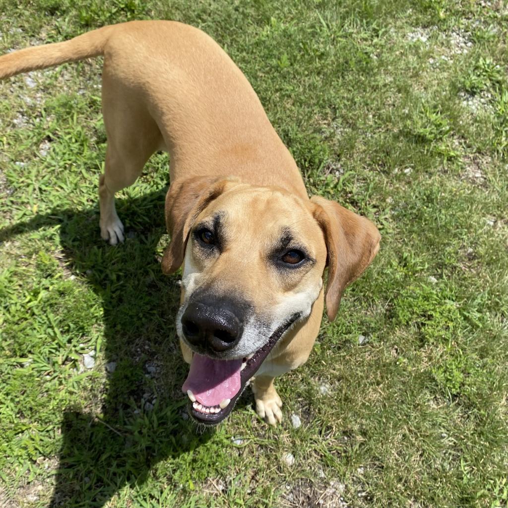 https://www.shelterluv.com/sites/default/files/animal_pics/4980/2023/08/16/11/20230816110147.png