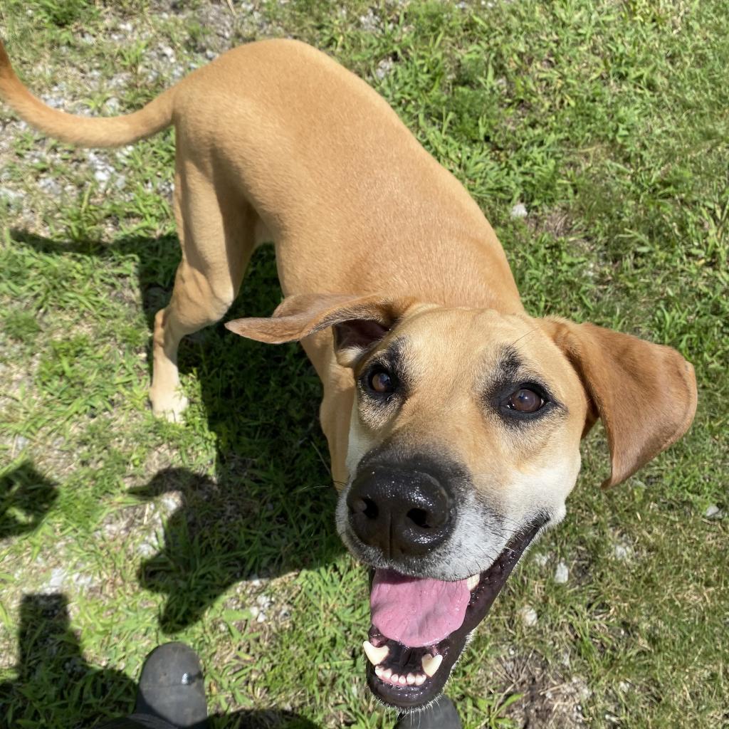 https://www.shelterluv.com/sites/default/files/animal_pics/4980/2023/08/16/11/20230816110220.png