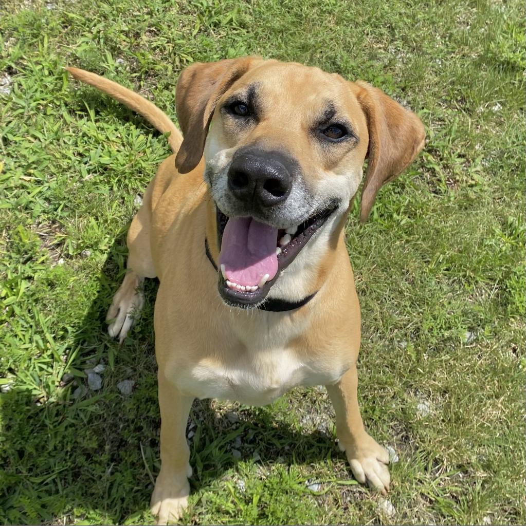https://www.shelterluv.com/sites/default/files/animal_pics/4980/2023/08/16/11/20230816110230.png