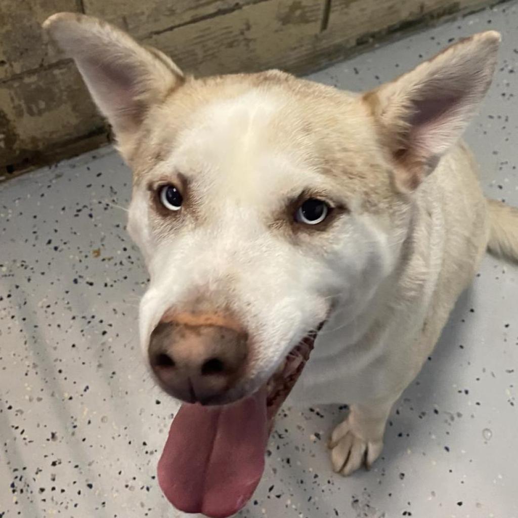 https://www.shelterluv.com/sites/default/files/animal_pics/4980/2023/08/16/13/20230816135249_0.png
