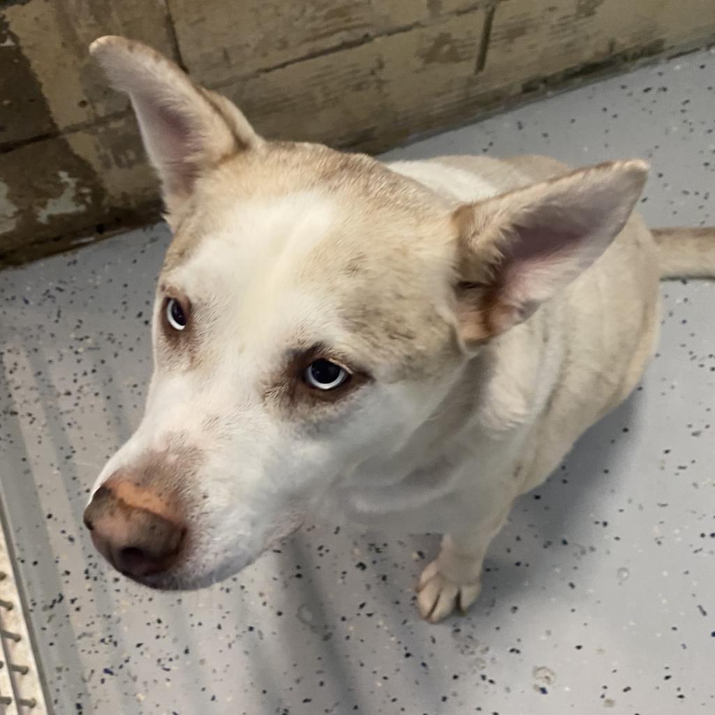 https://www.shelterluv.com/sites/default/files/animal_pics/4980/2023/08/16/13/20230816135303.png