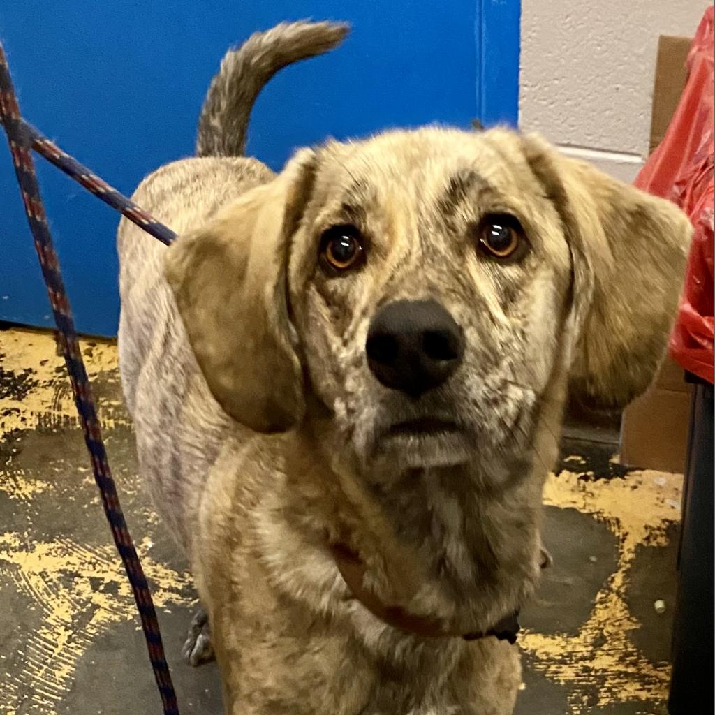 https://www.shelterluv.com/sites/default/files/animal_pics/4980/2023/08/18/13/20230818135441.png