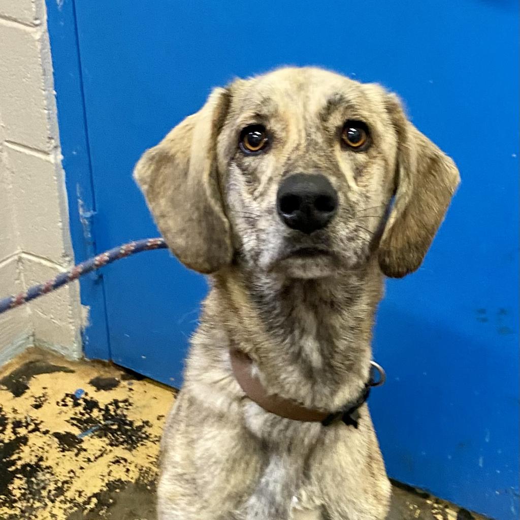 https://www.shelterluv.com/sites/default/files/animal_pics/4980/2023/08/18/13/20230818135513.png