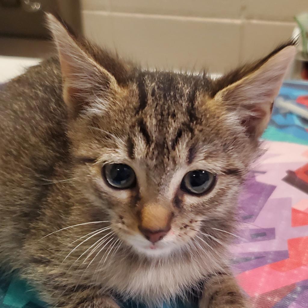 https://www.shelterluv.com/sites/default/files/animal_pics/4980/2023/08/22/09/20230822093954.png