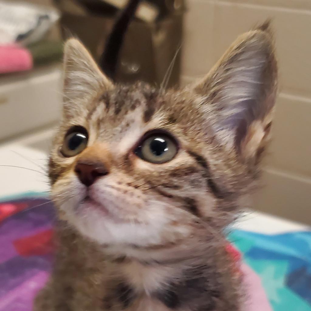 https://www.shelterluv.com/sites/default/files/animal_pics/4980/2023/08/22/09/20230822094113.png
