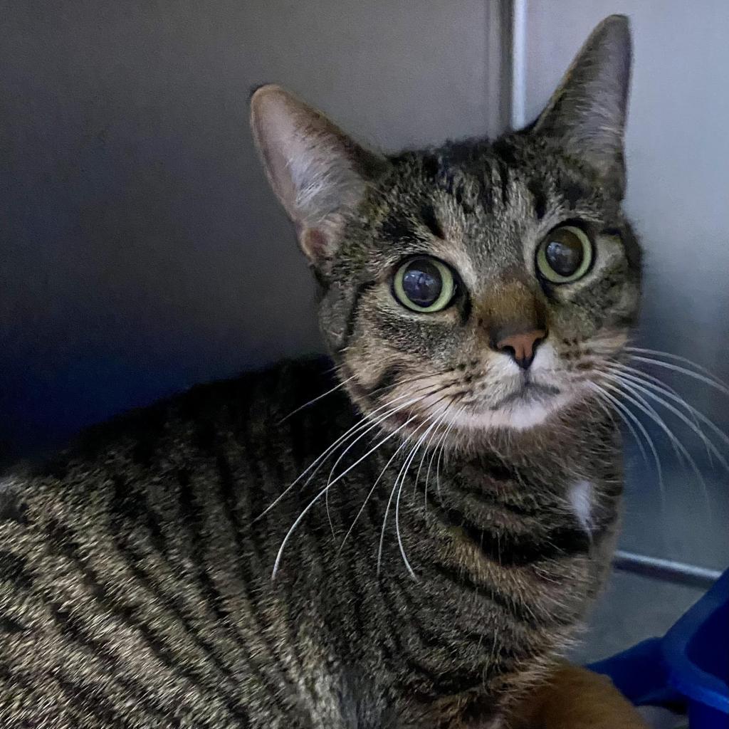 https://www.shelterluv.com/sites/default/files/animal_pics/4980/2023/08/24/10/20230824100256.png