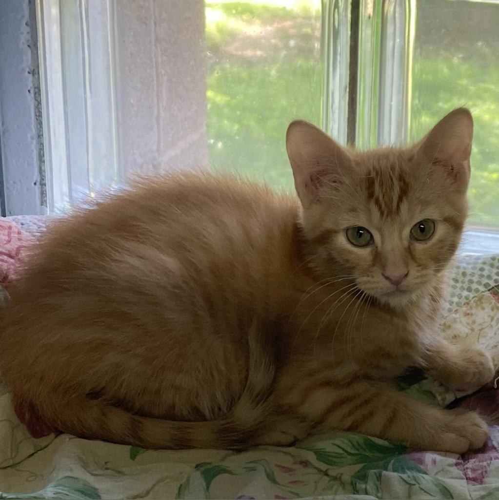 https://www.shelterluv.com/sites/default/files/animal_pics/4980/2023/08/30/09/20230830090159.png
