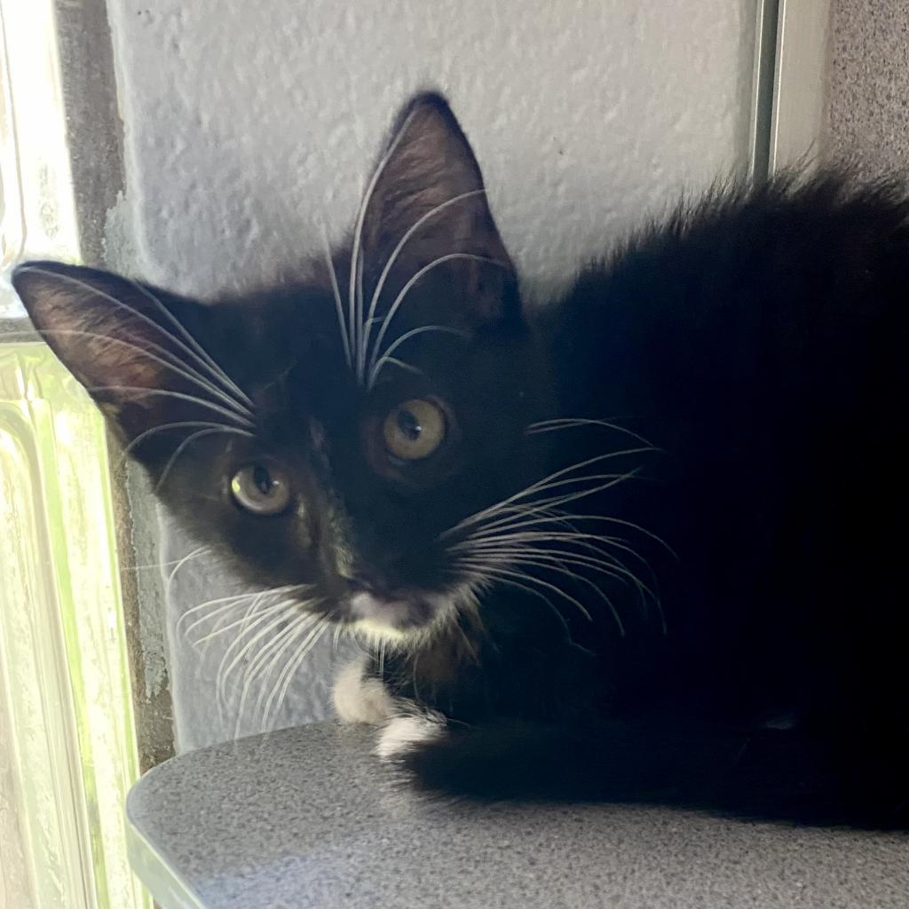 https://www.shelterluv.com/sites/default/files/animal_pics/4980/2023/08/30/09/20230830090316.png
