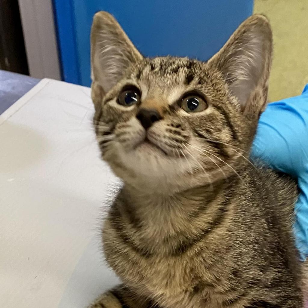 https://www.shelterluv.com/sites/default/files/animal_pics/4980/2023/09/11/10/20230911105516.png