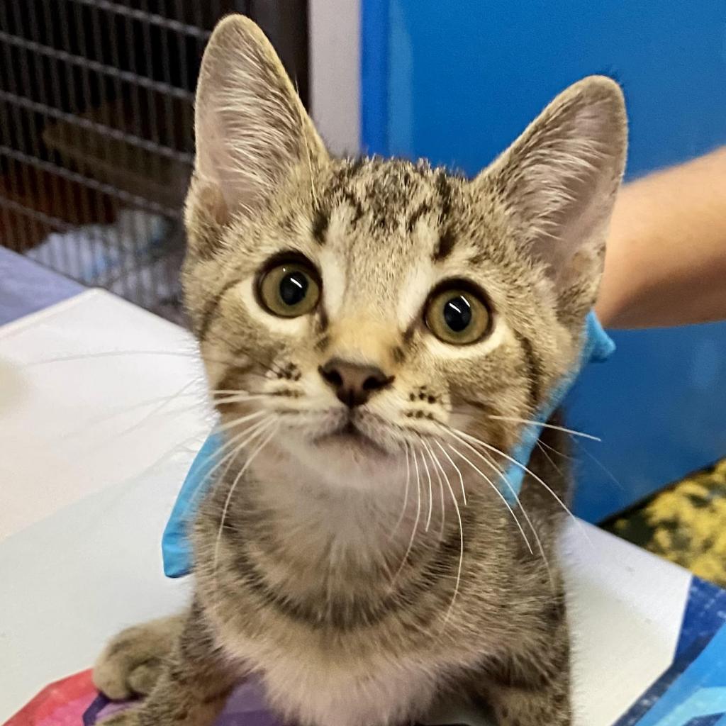 https://www.shelterluv.com/sites/default/files/animal_pics/4980/2023/09/11/10/20230911105620.png